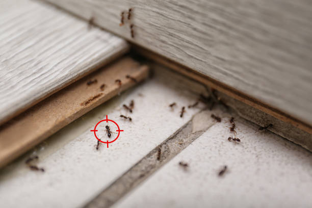 Best Affordable Pest Control Services  in Fremont, CA