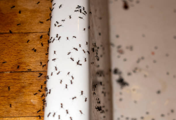 Best Exterminator Services  in Fremont, CA