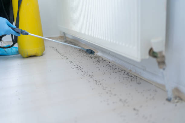 Best Ant Control Services  in Fremont, CA