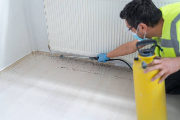 Wasp Removal Services in Fremont, CA